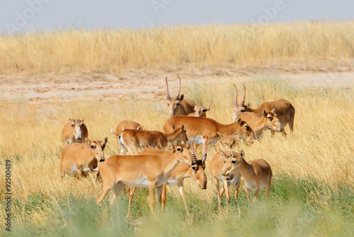 Wild Saiga antelope herd in Kalmykia steppe