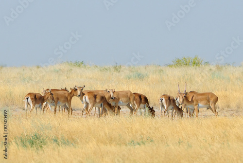 Fototapeta Naklejka Na Ścianę i Meble -  Wild Saiga antelope herd in Kalmykia steppe