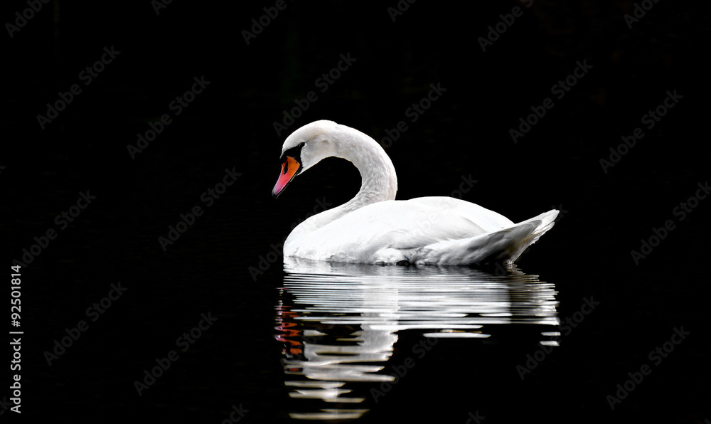 Naklejka premium Swan swin on lake with black backround