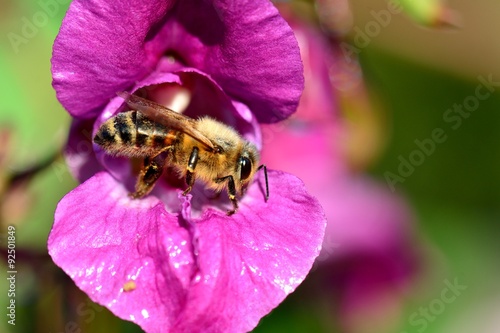 Biene auf indischem Springkraut