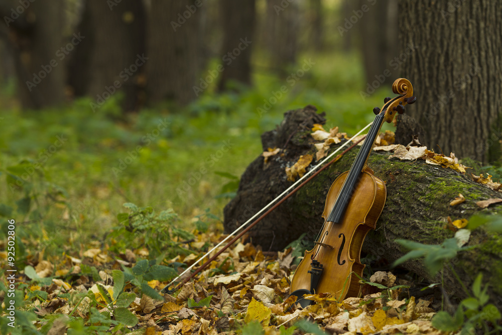 Fototapeta premium Violin in autumn forest