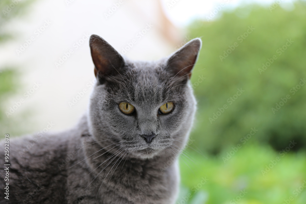 Jeune chat chartreux
