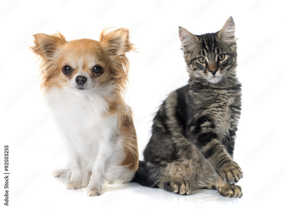 maine coon kitten and chihuahua maine coon kitten and chihuahua