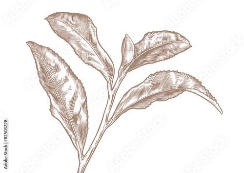 Branch of tea