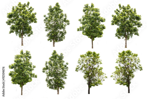 set of eight green trees isolated on white background.