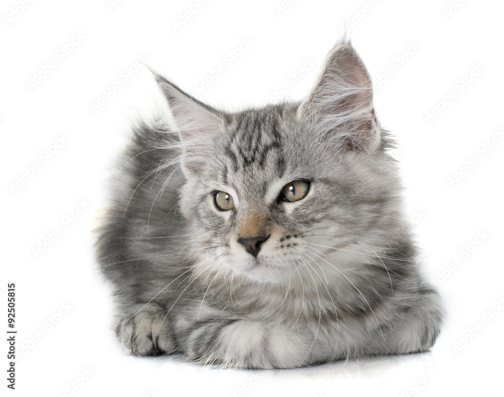 Obraz premium maine coon kitten