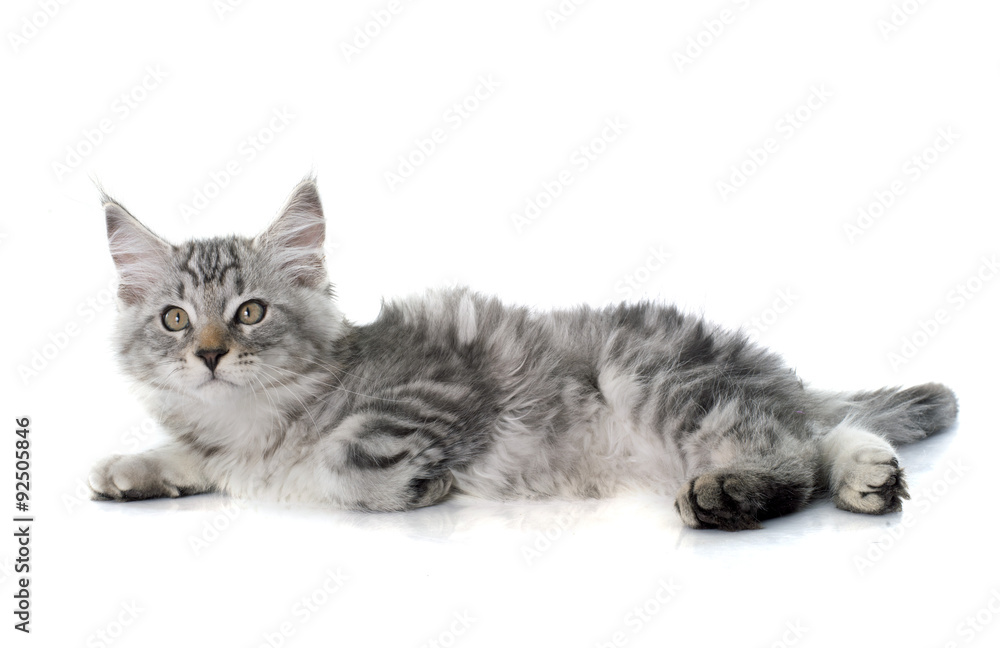 maine coon kitten maine coon kitten