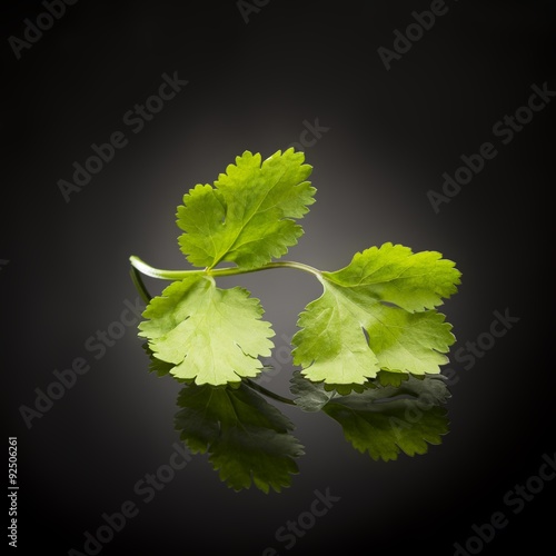 herbs / coriander on black