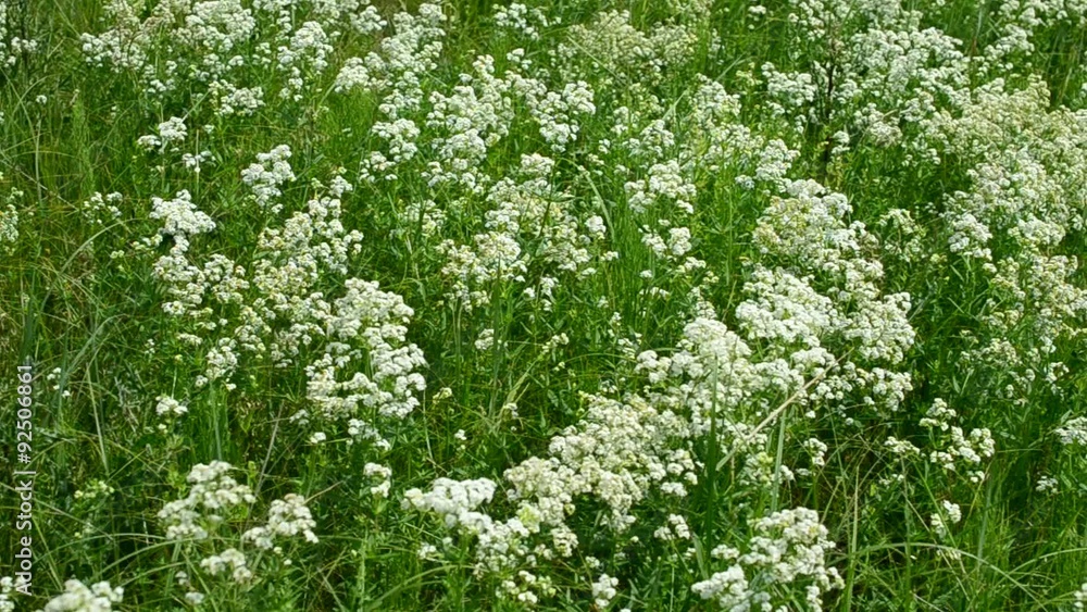 Small white flowers in vibrant lush green field or meadow Small white flowers in vibrant lush green field or meadow