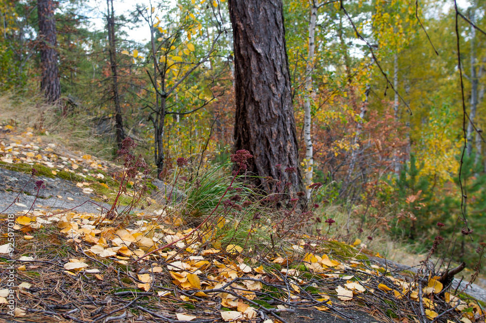 Autumn forest on the lake Arakul Autumn forest on the lake Arakul