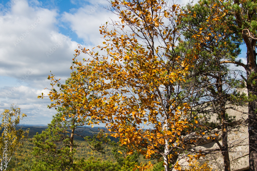 Autumn forest on the lake Arakul Autumn forest on the lake Arakul