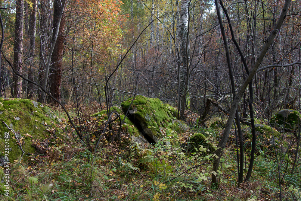 Obraz premium Autumn forest on the lake Arakul