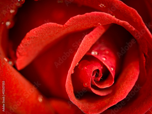 Fototapeta Naklejka Na Ścianę i Meble -  red rose flower