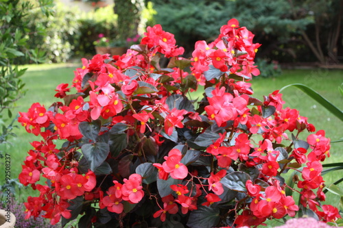 Begonia Flowers Red photo