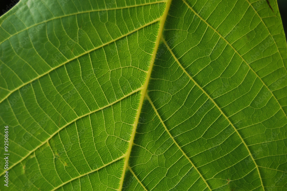 green leaf macro green leaf macro