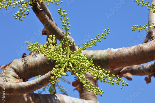 Valokuva Boswellia tree - frankincense - flower buds