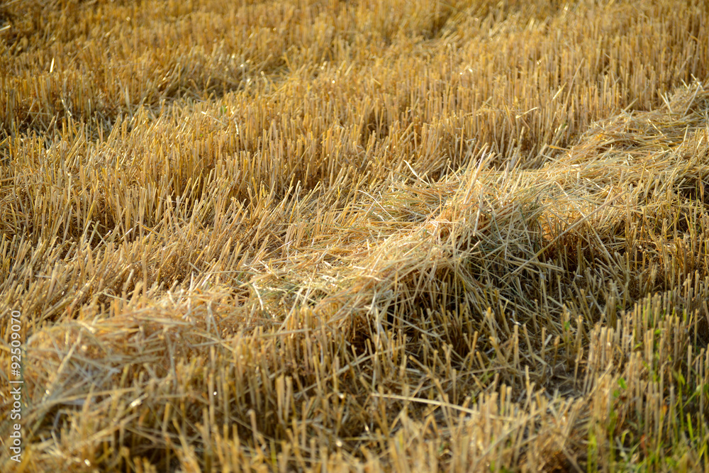 Fototapeta premium Felder