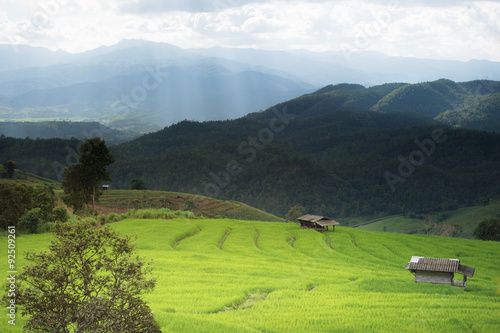 Rice farm