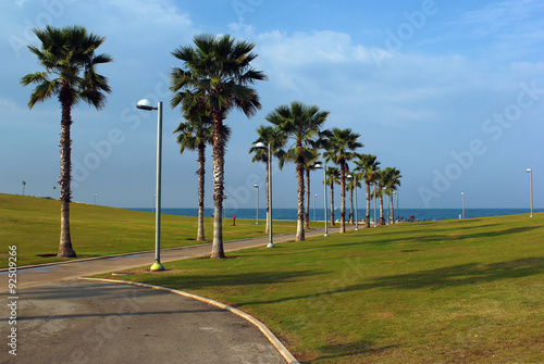 Green lawns and palms in seaside park on bright sunny day