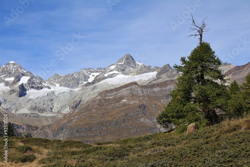 Mt Zinalrothorn and old larch tree