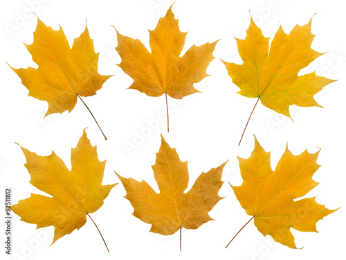 Set of six yellow maple leaves