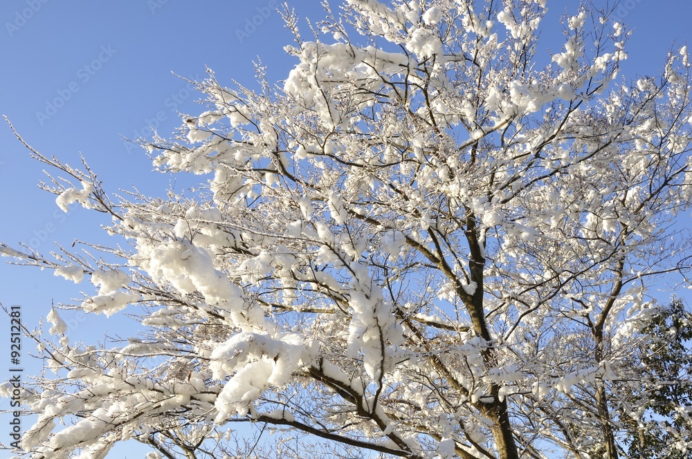 雪の木