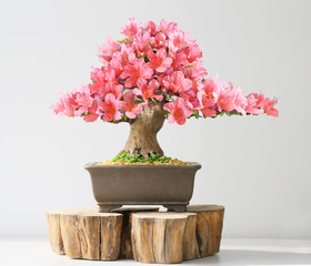 Acrylglasbilder Bonsai Blühende Azaleen-Bonsai im Frühling  © StanOd