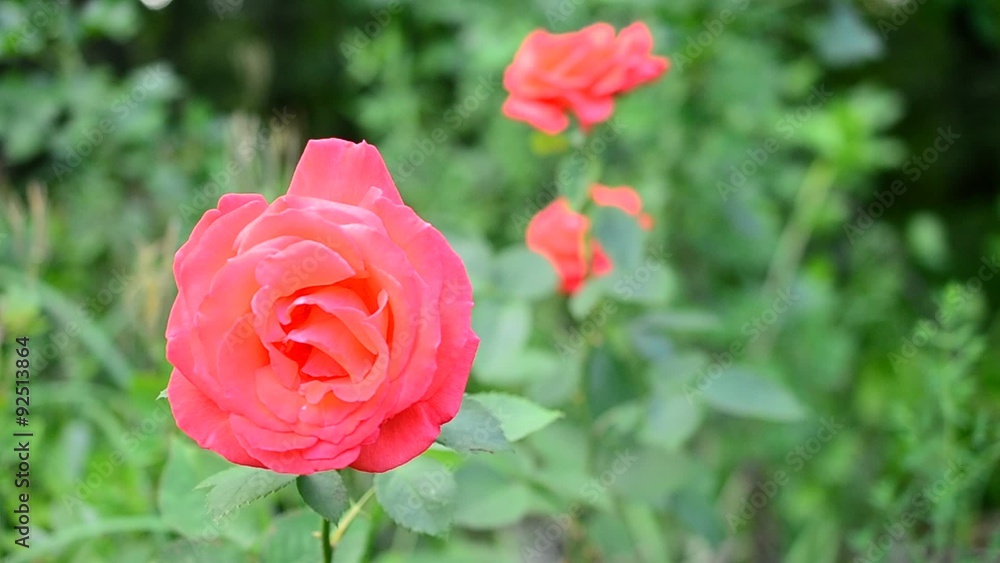 Scarlet rose flower gently swaying blown by breeze Scarlet rose flower gently swaying blown by breeze