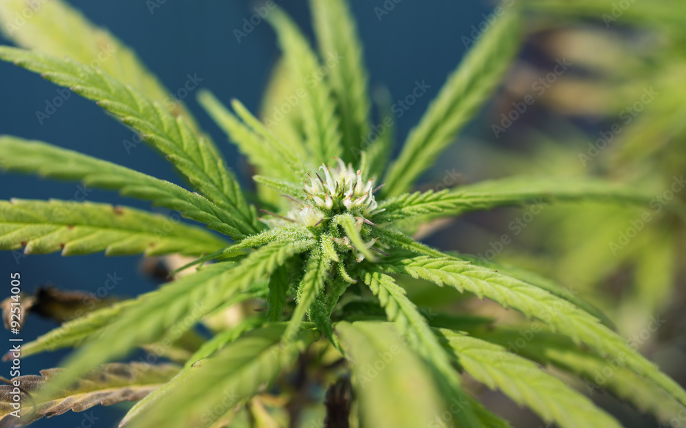 cannabis in blow ready for harvesting cannabis in blow ready for harvesting