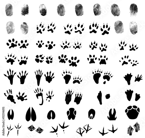 Collection of fingerprints, animal and bird trails