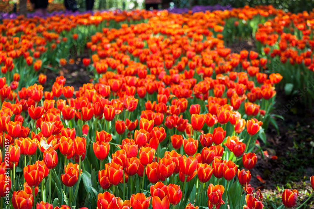 Tulip garden Tulip garden