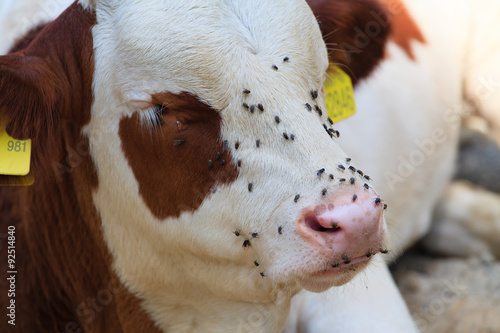 Resting cow.