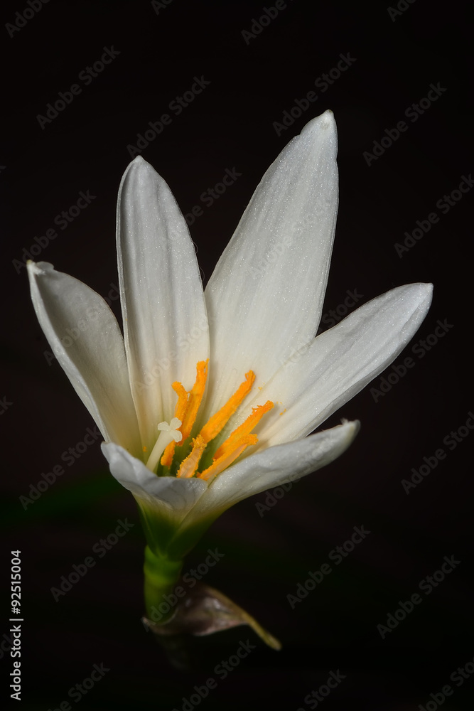Zephyranthes candida on a black background Zephyranthes candida on a black background