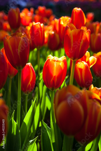 Tulip garden