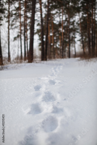 Animal tracks in the winter forest