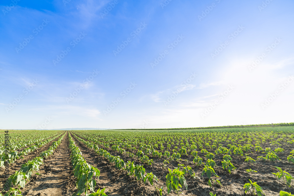 Green paprika field, agricultural landscape