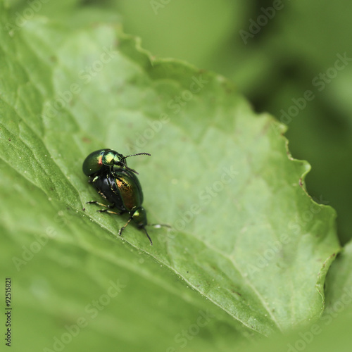 Blattkäfer