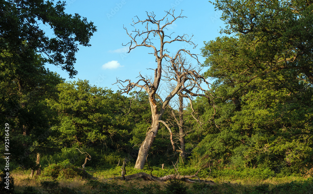 Fototapeta premium oak forest