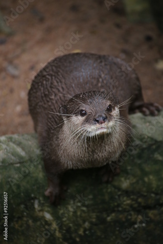 Otter 