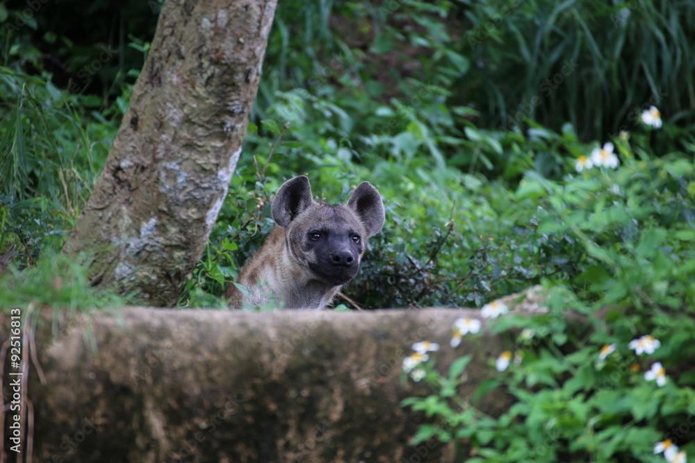 Obraz premium Hyena
