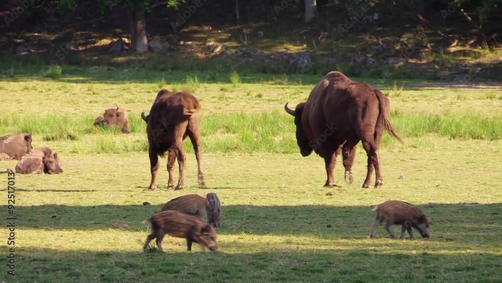 Large wisent bull (Bison bonasus) and smaller female walk toward other resting wisents and join them. Some wild boars are visible too. Large wisent bull (Bison bonasus) and smaller female walk toward other resting wisents and join them. Some wild boars are visible too.