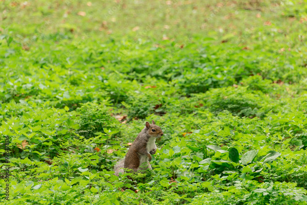 Fototapeta premium Eichhörnchen