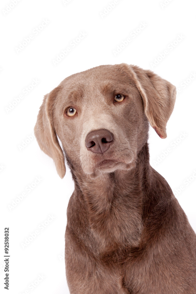 Siberner Labrador Portrait Siberner Labrador Portrait