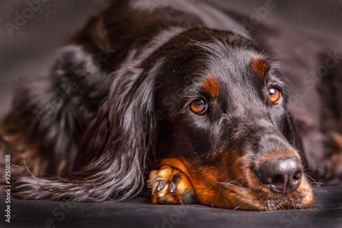 Photos Gordon Setter Hundeblick