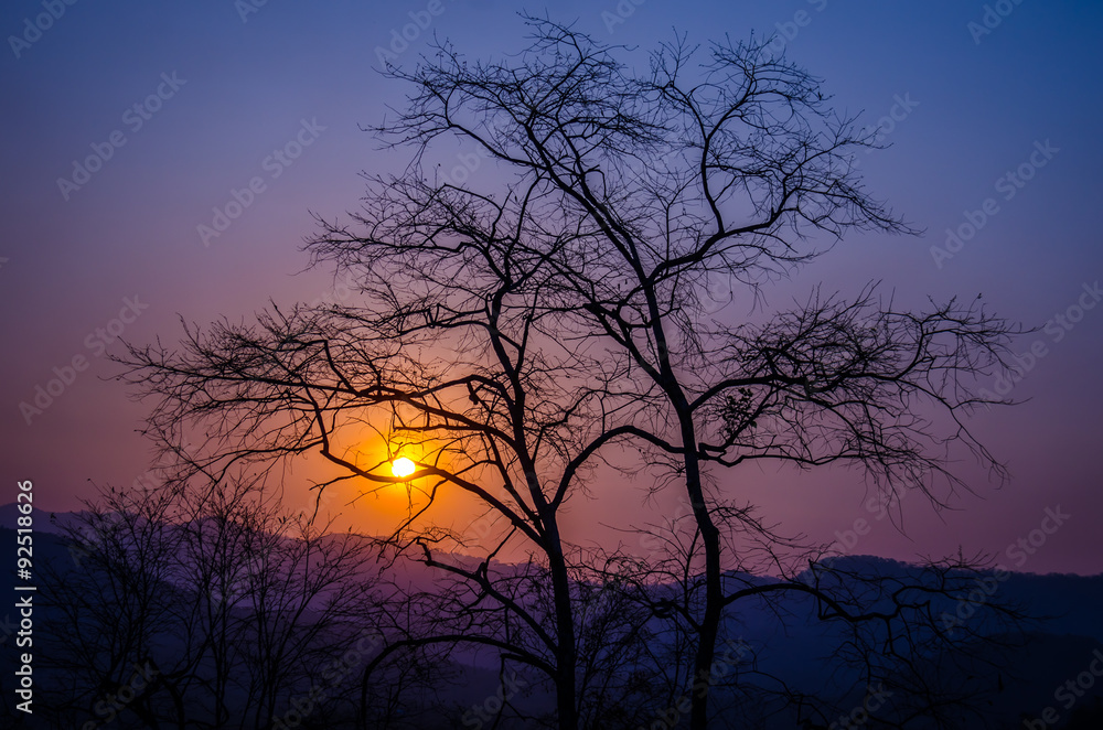 The sunset over the mountains, with trees silhouetted against the sky The sunset over the mountains, with trees silhouetted against the sky