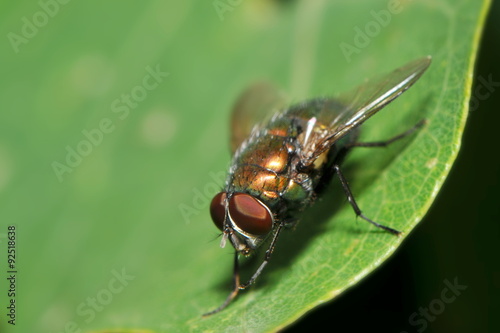 little fly © nounours1