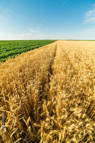 Close-up shot of ripe wheat field alongside of green soybean field © oticki