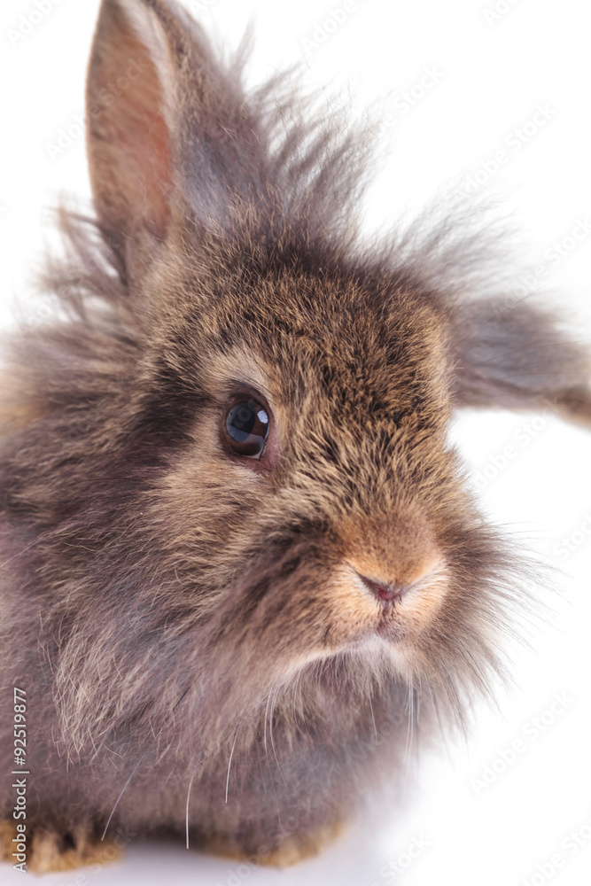 Obraz premium Close up picture of a cute lion head rabbit bunny