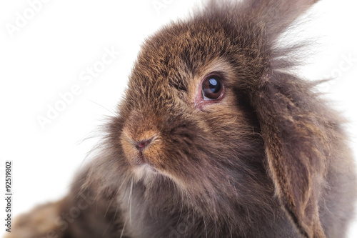 cute lion head rabbit bunny looking at the camera.
