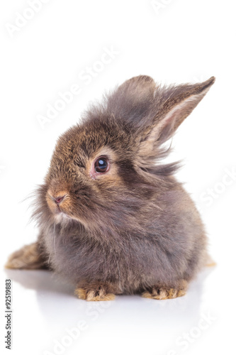 Picture of a cute lion head rabbit bunny sitting